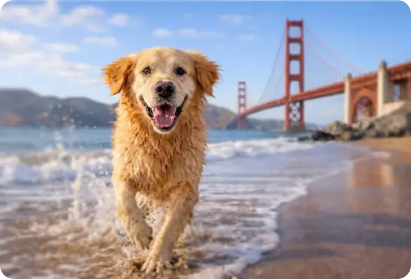 dog-on-beach