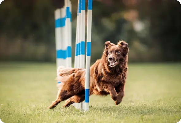 dog-running-around-poles