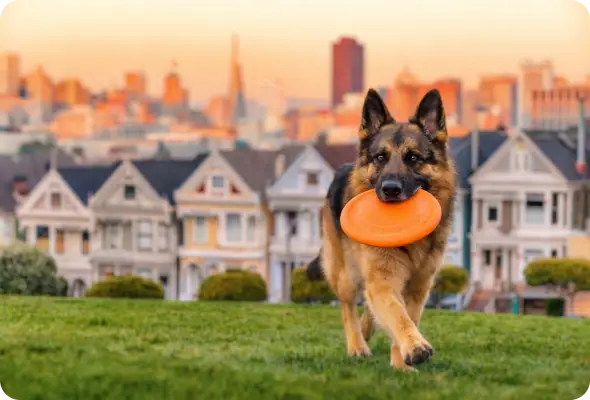 dog-with-frisbee